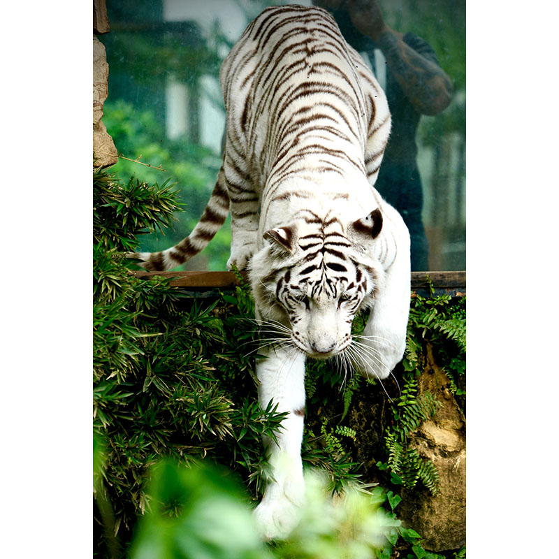 Πίνακες σε καμβά Λευκή τίγρης 2
